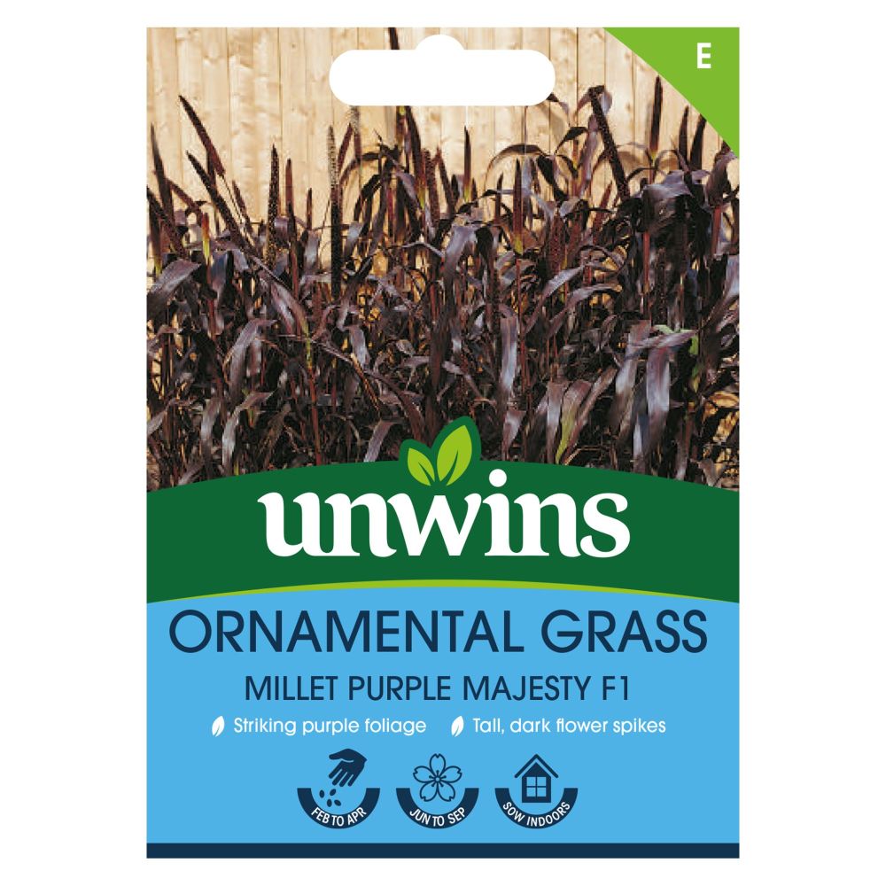 Ornamental Grass Millet Purple Majesty F1