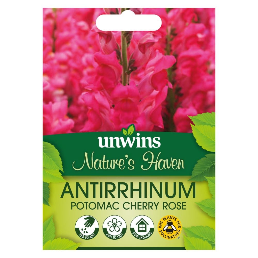NH Antirrhinum Potomac Cherry Rose