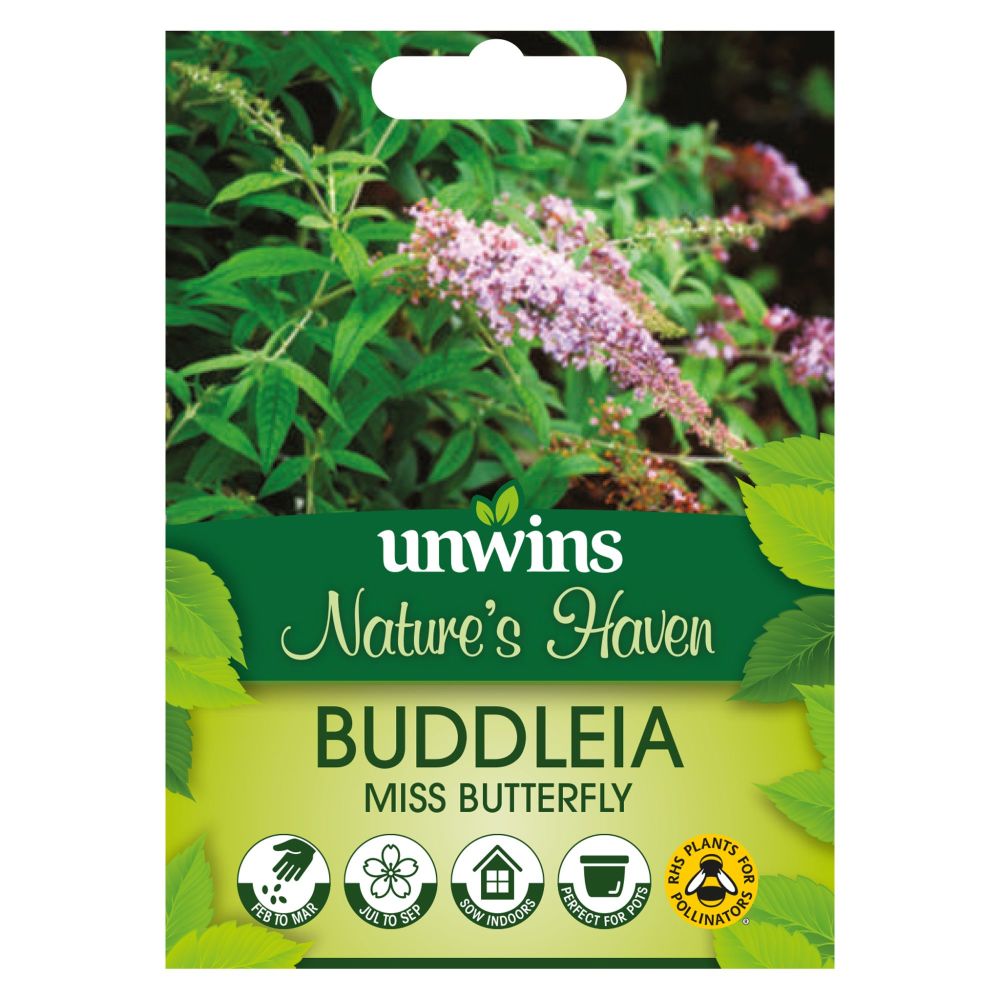 NH Buddleia Miss Butterfly