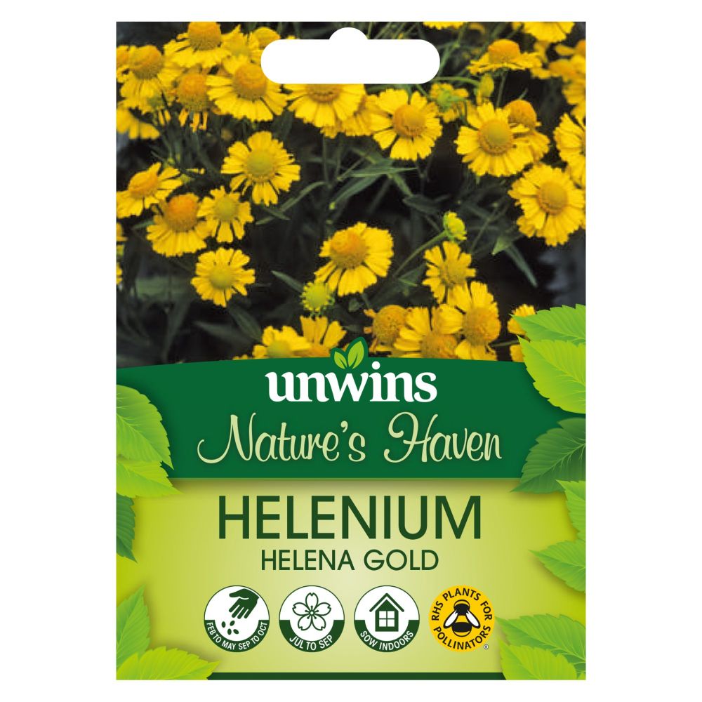 NH Helenium Helena Gold