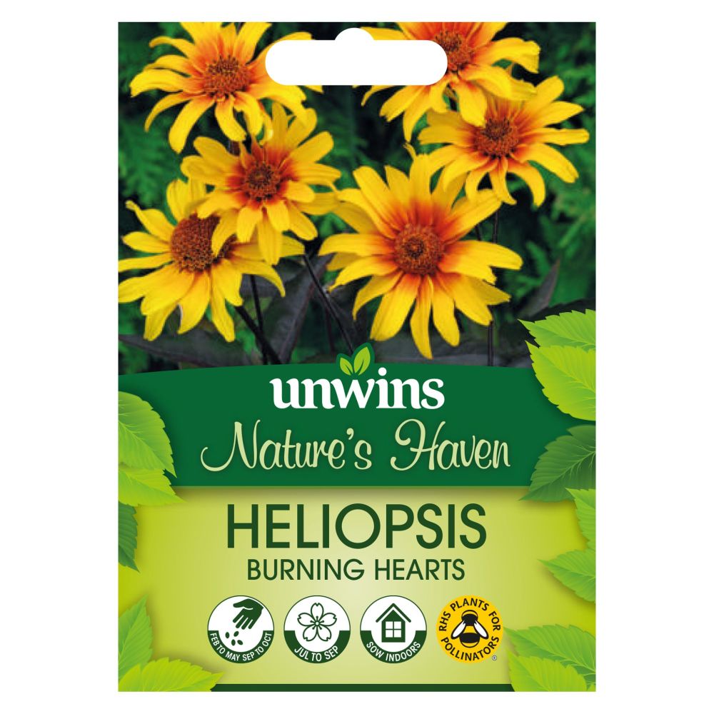 NH Heliopsis Burning Hearts