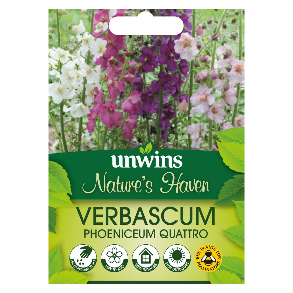 NH Verbascum Phoeniceum Quattro