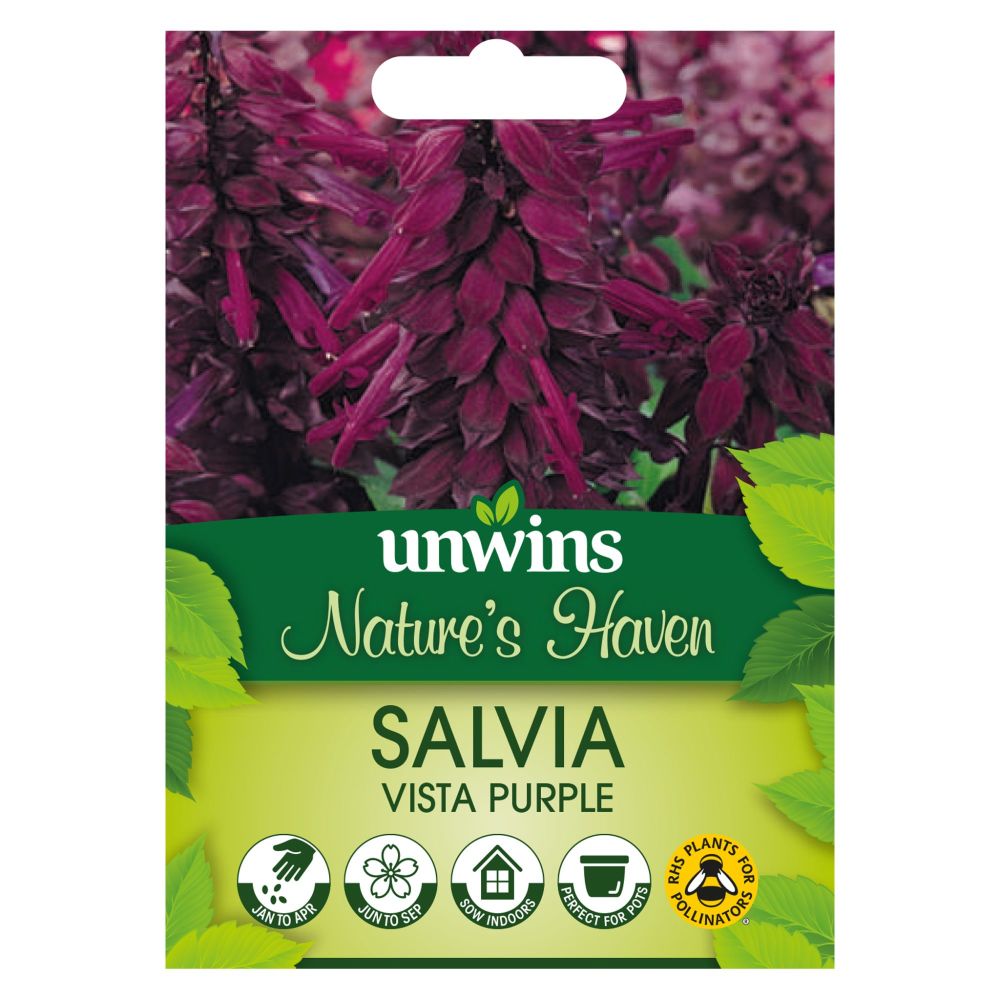 NH Salvia Vista Purple
