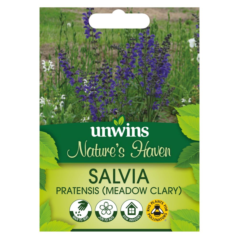 NH Salvia Pratensis (Meadow Clary)