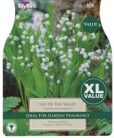 Lilly of the Valley 8