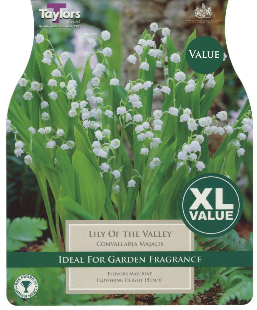 Lilly of the Valley - 7  Bulbs