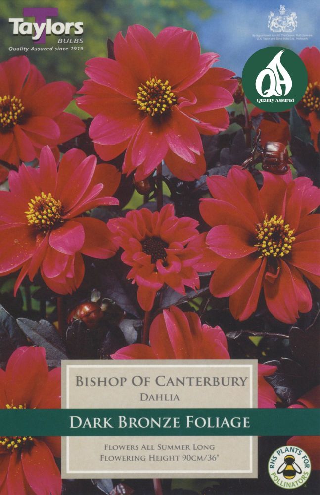 Dahlia Bishop of Canterbury - 1 Bulb