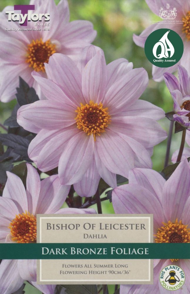 Dahlia Bishop of Leicester - 1 Bulb