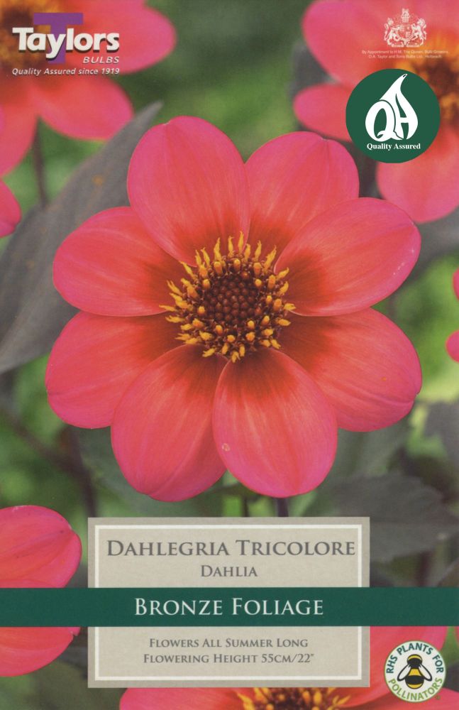 Dahlia Dahlegria Tricolore - 1 Bulb