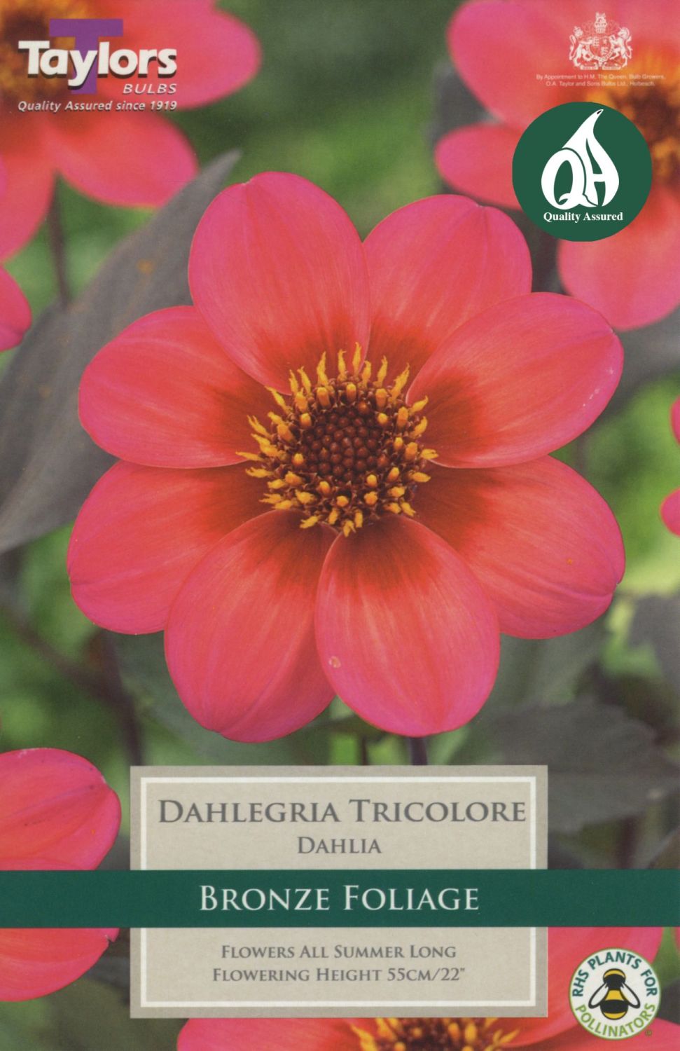 Dahlia Dahlegria Tricolore 1