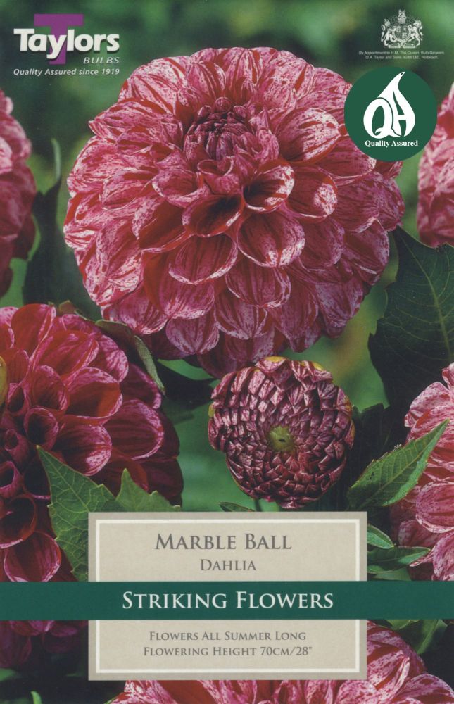 Dahlia Marble Ball - 1 Bulb