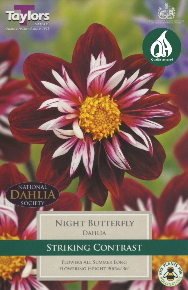 Dahlia Night Butterfly - 1 Bulb