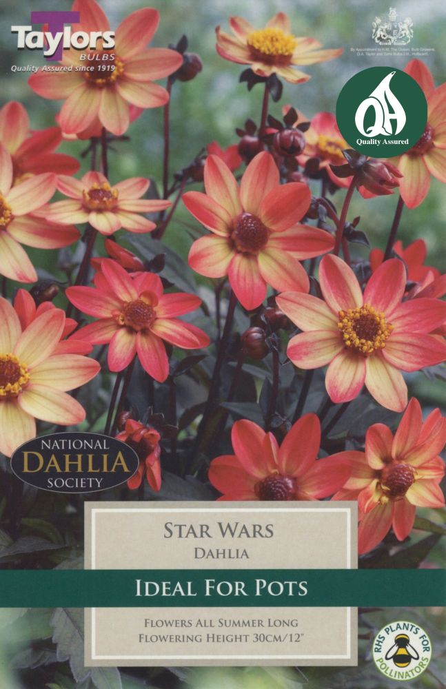 Dahlia Star Wars - 1 Bulb
