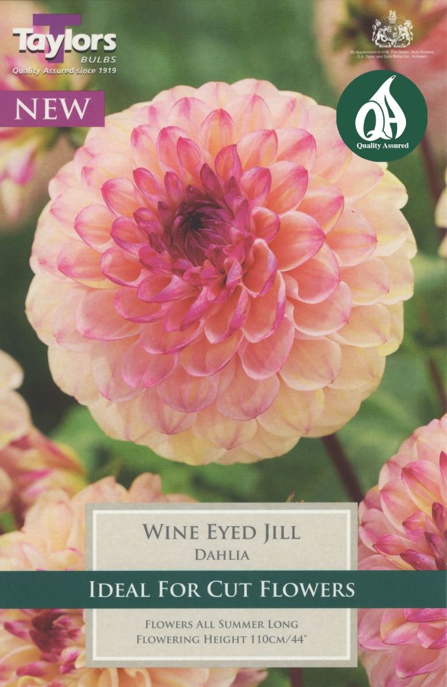 Dahlia Wine Eyed Jill - 1 Bulb