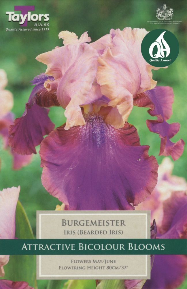 Iris Burgemeister - 1  Bulb