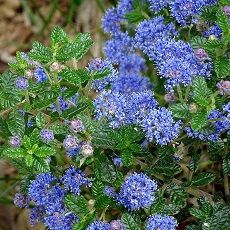 Ceanothus Puget Blue (California Lilac)