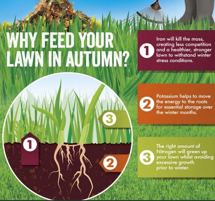 Autumn lawn care