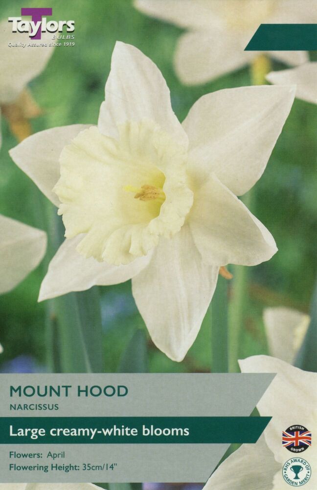 Narcissus Mount Hood - 8
