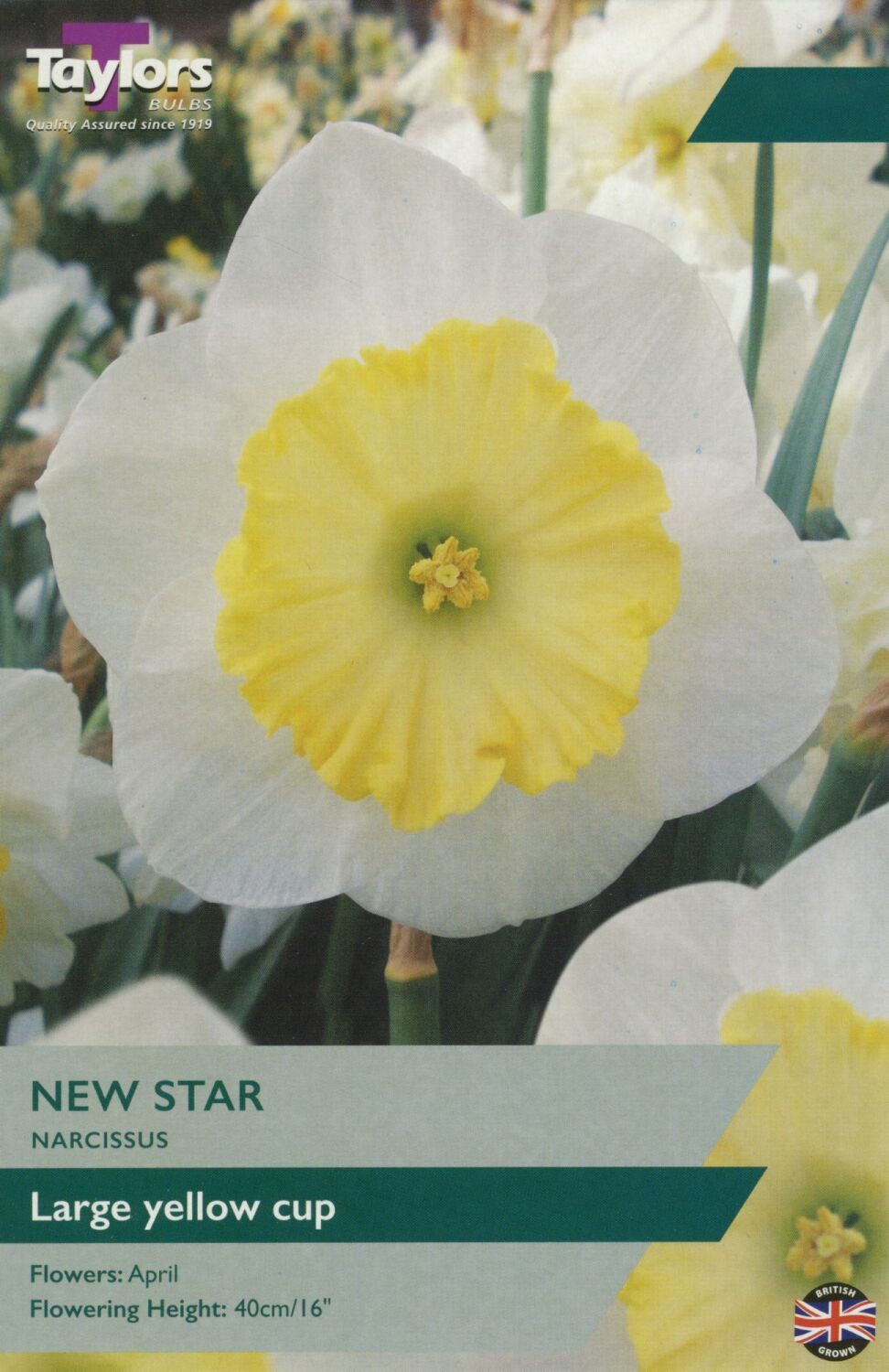 Narcissus New Star - 7