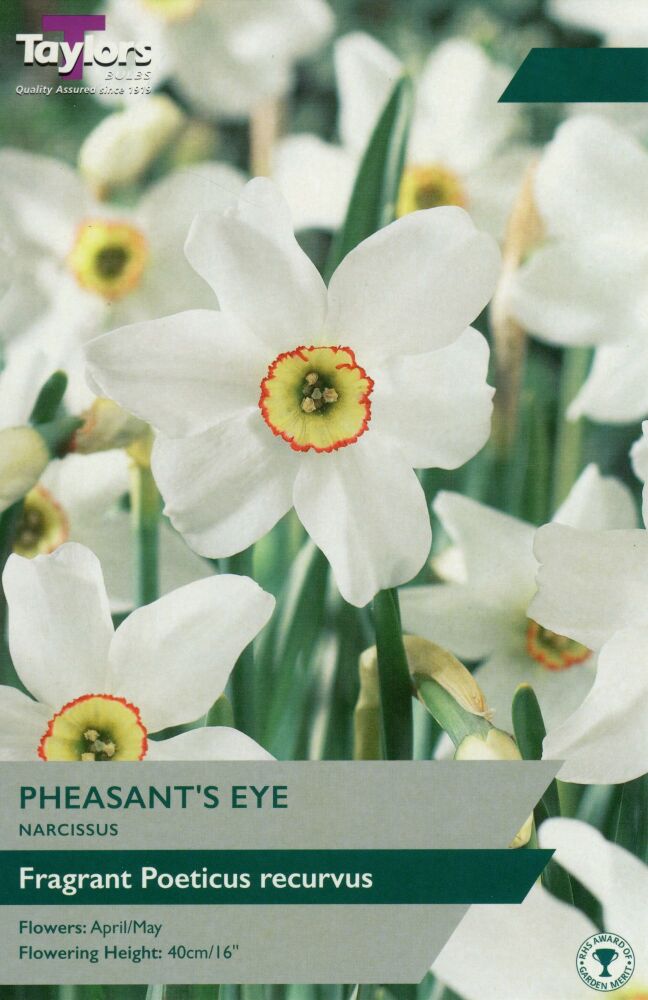 Narcissus Pheasnat's Eye - 6