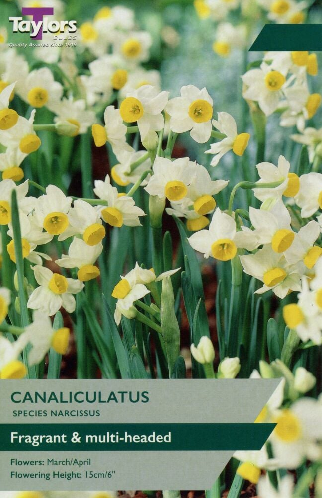 Narcissus Canaliculatus - 12