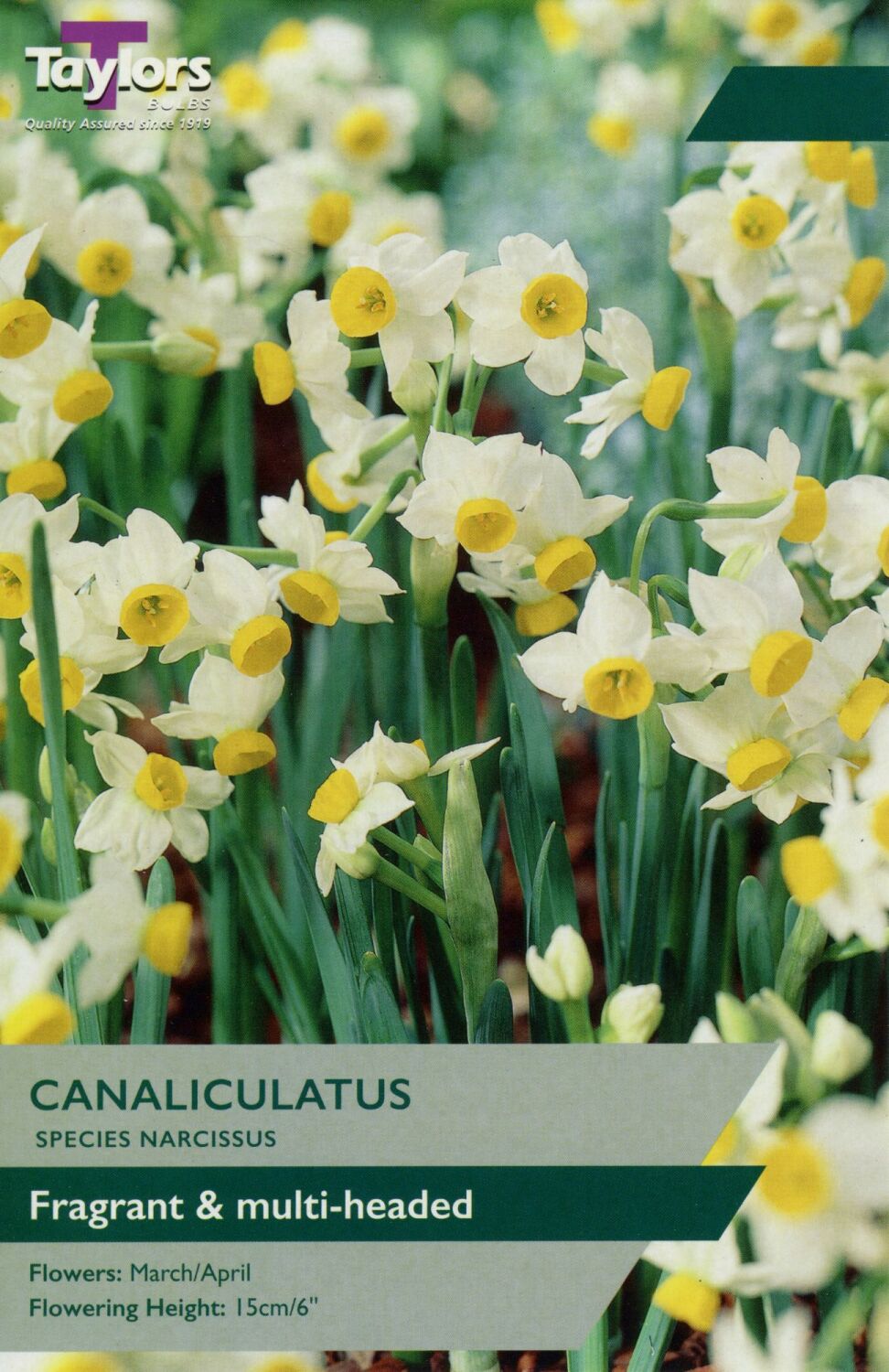 Narcissus Canaliculatus - 12