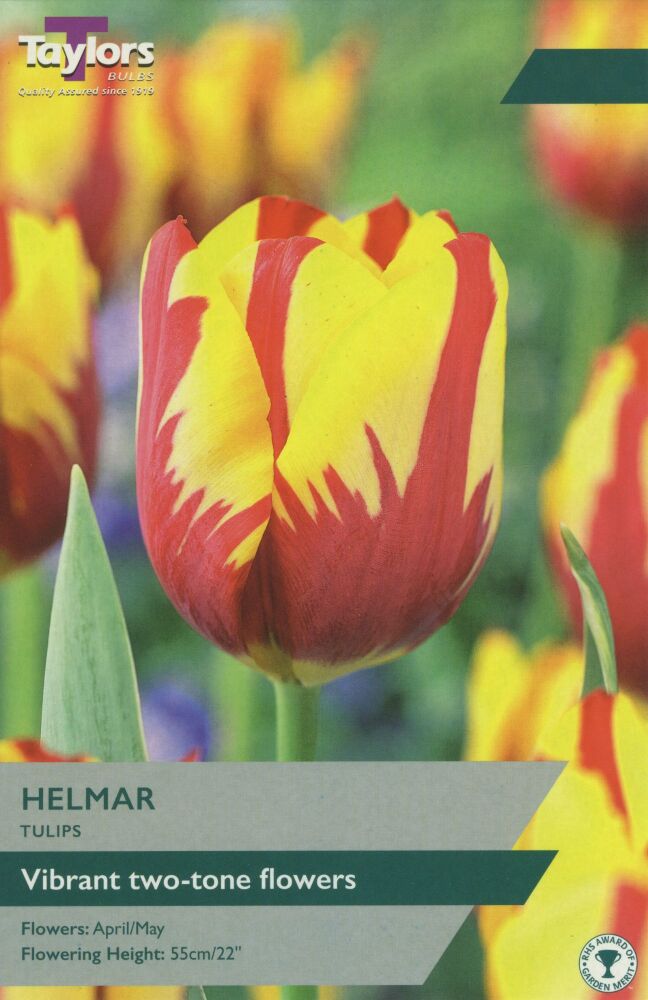 Tulip Helmar - 6