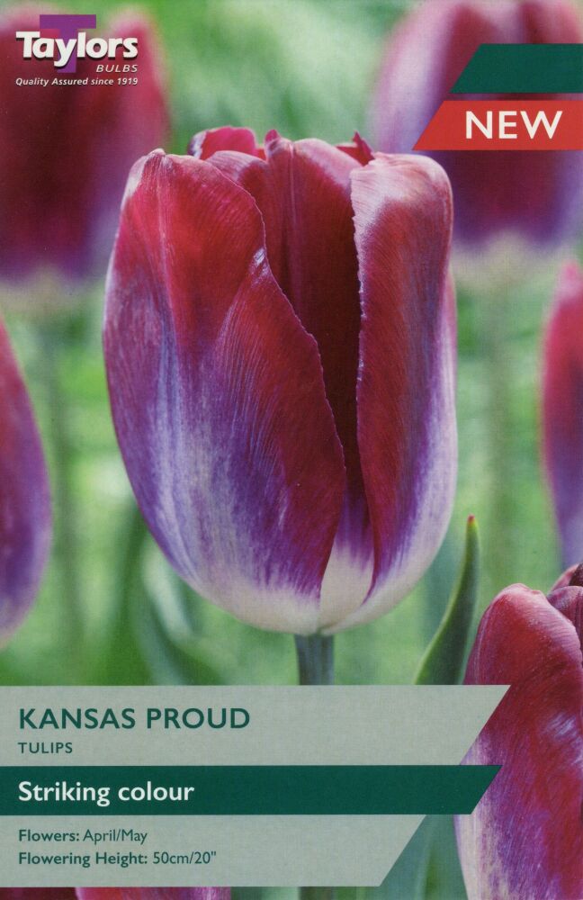 Tulip Kansas Proud -7