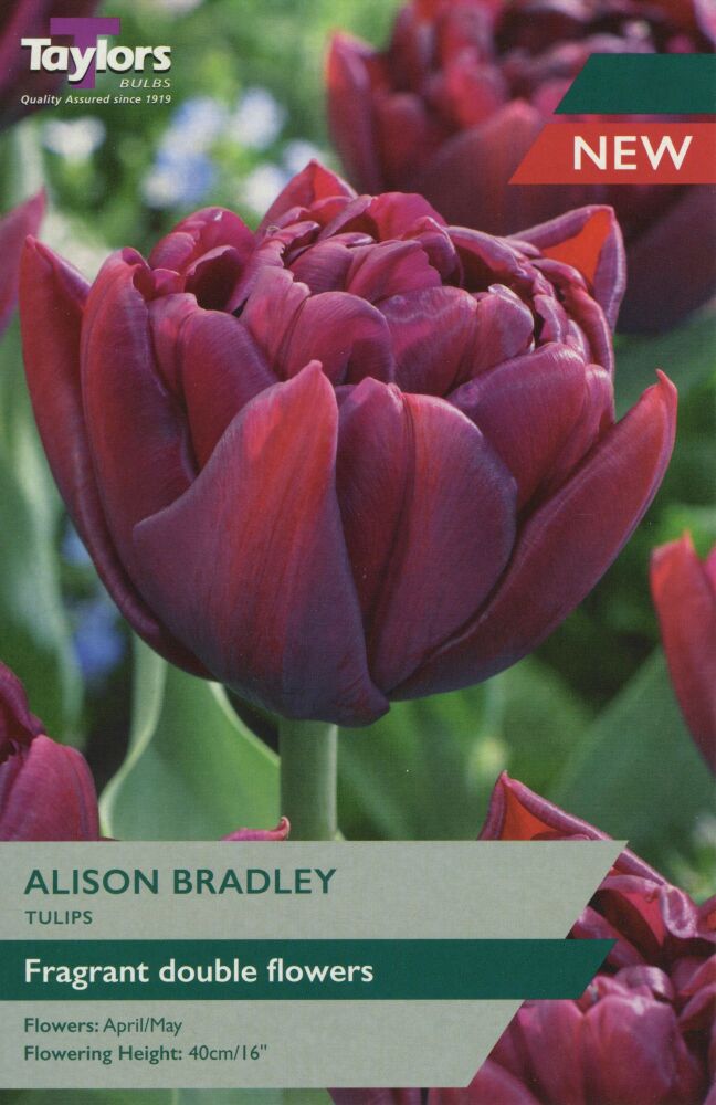 Tulip Alison Bradley - 5