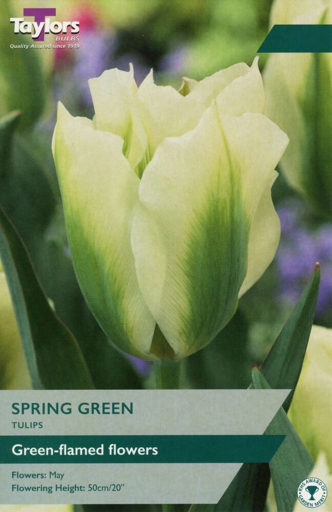 Tulip Spring Green - 8