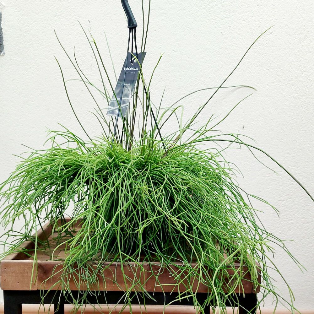 Rhipsalis Cassutha - hanging pot