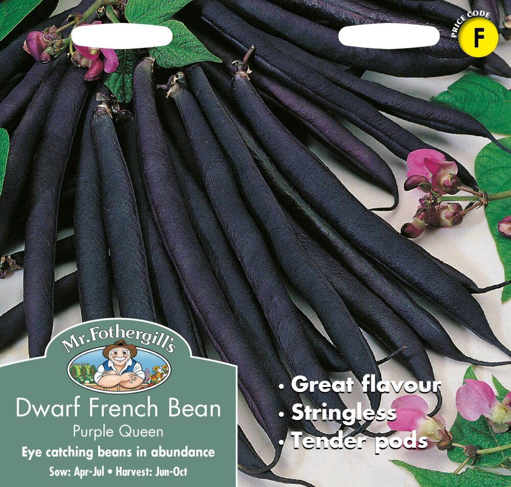 Dwarf French Bean Purple Queen