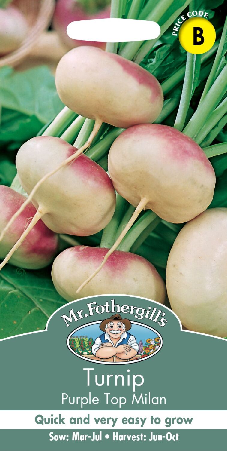 Turnip Purple Tophilan