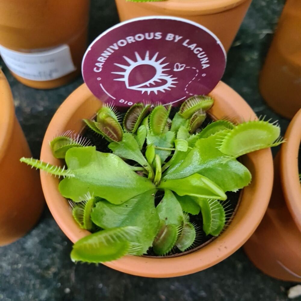 Dionaea Muscipula - Venus Flytrap -7cm pot