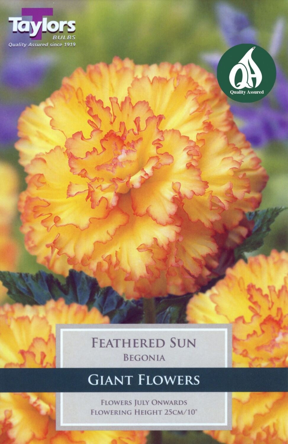 Begonia Feathered Sun Exotic - 2 Bulbs