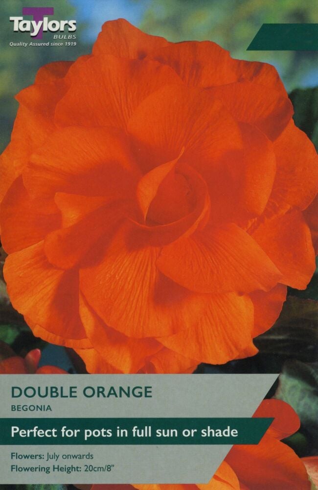 Begonia Orange Double - 3 Bubls