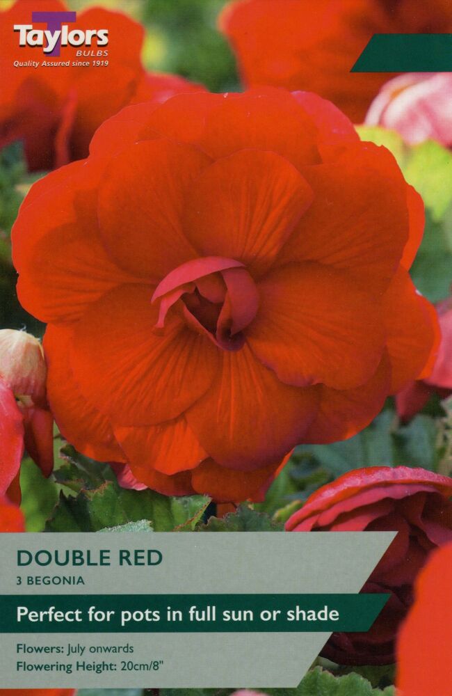 Begonia Red Double - 3 Bulbs