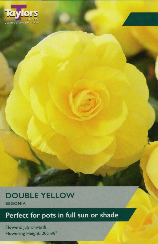 Begonia Yellow Double - 3 Bulbs