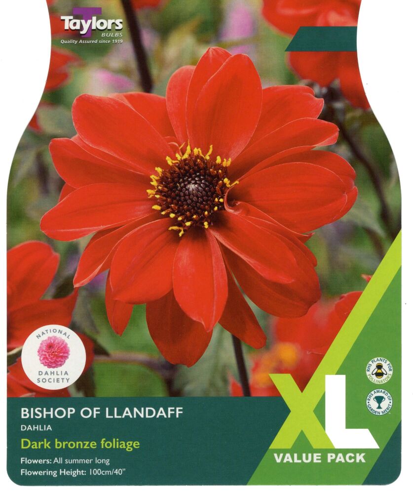 Dahlia Bishop of Llandaff - 2 Bulbs