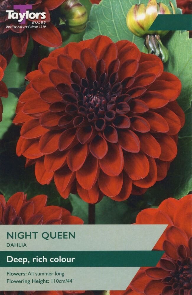 Dahlia Night Queen - 1 Bulb