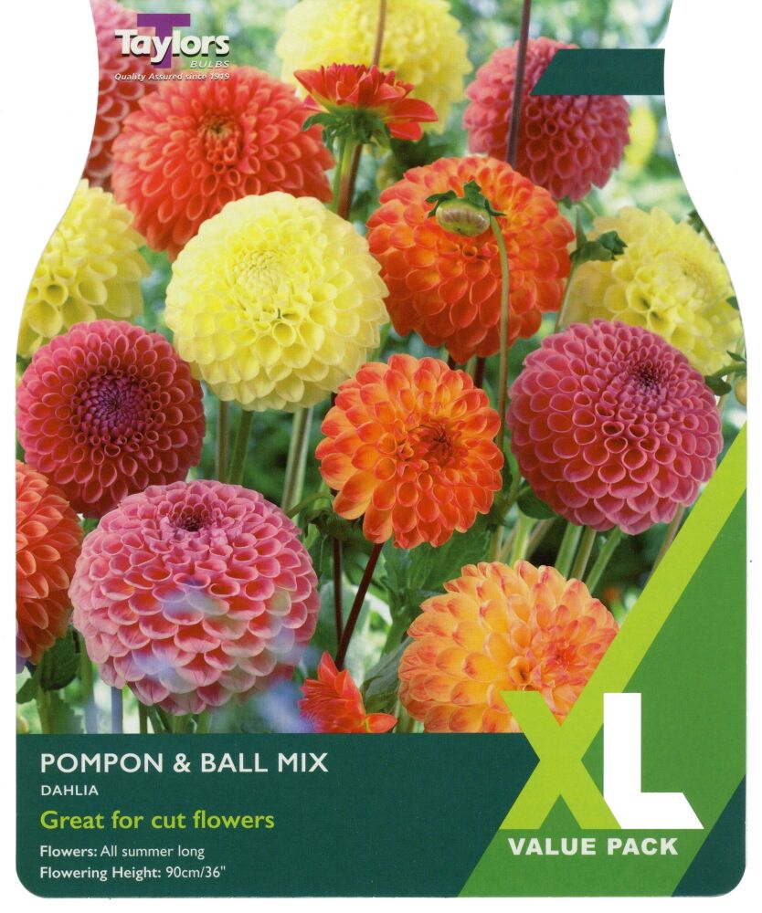 Dahlia Pompon & Ball Mix - 3 Bulbs