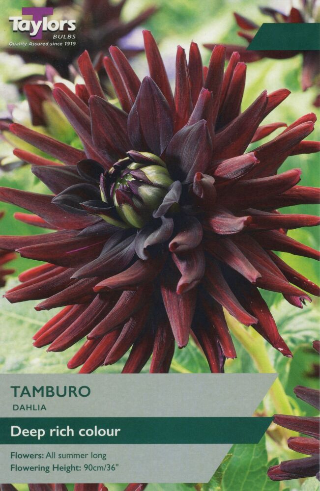 Dahlia Tamburo - 1 Bulb