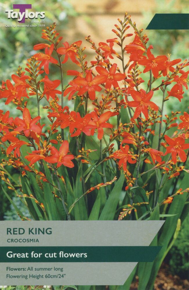 Crocosmia Red King - 10 Bulbs