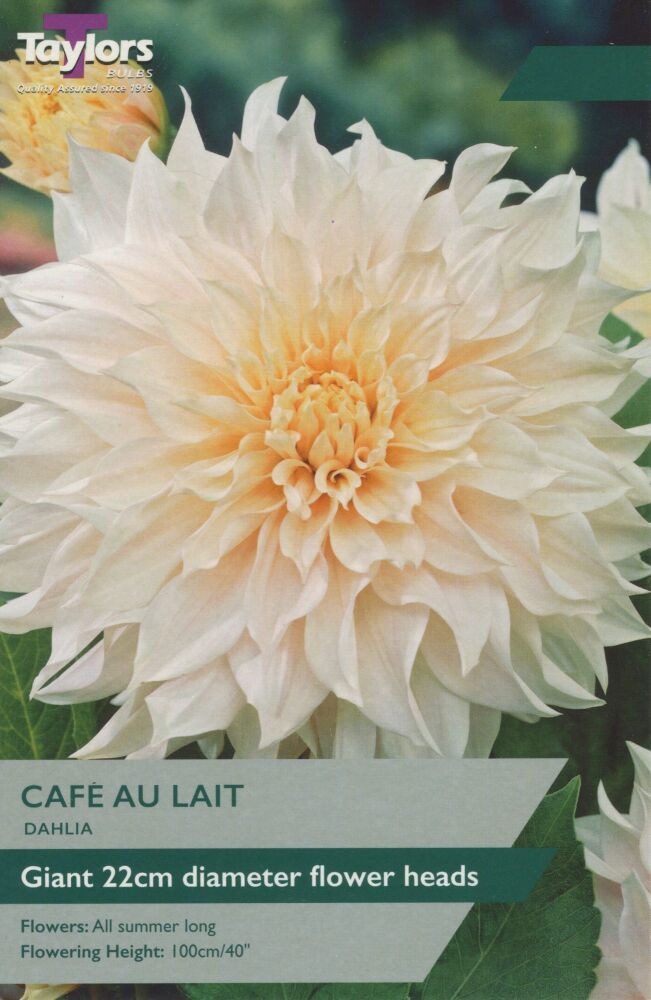 Dahlia Cafe Au Lait - 1 Bulb