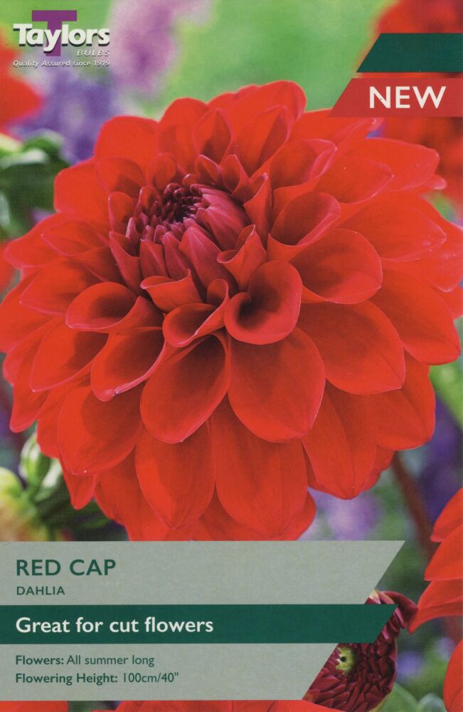 Dahlia Red Cap - 1 Bulb