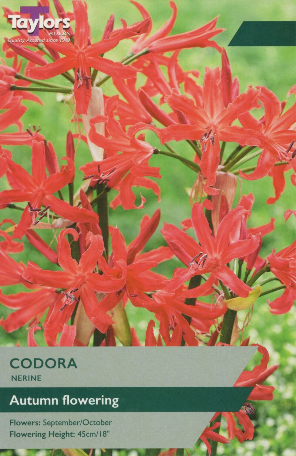 Nerine Codora - 1 Bulb