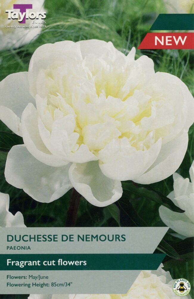 Paeonia Duchesse De Nemours - 1 Bulb