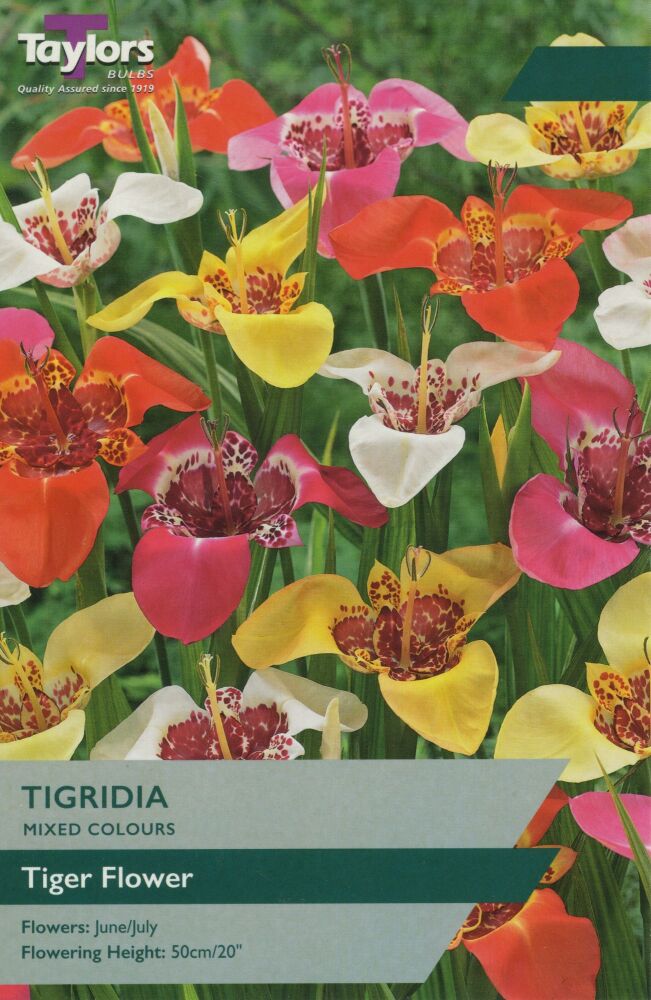 Tigridia - 12 Bulbs