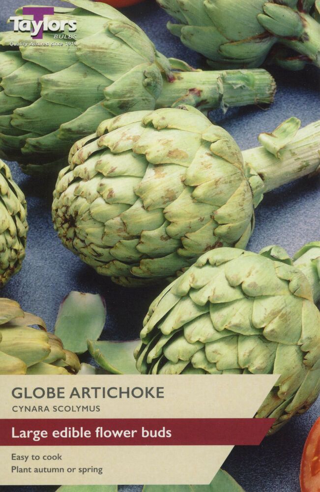 Globe Artichoke 1