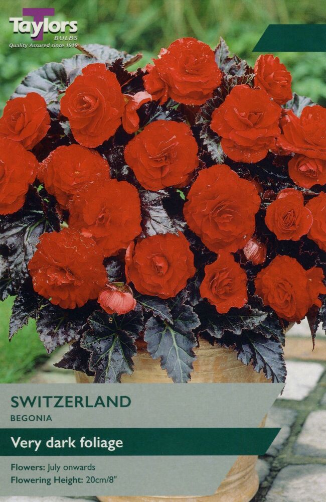 Begonia Switzerland - 2 Bulbs